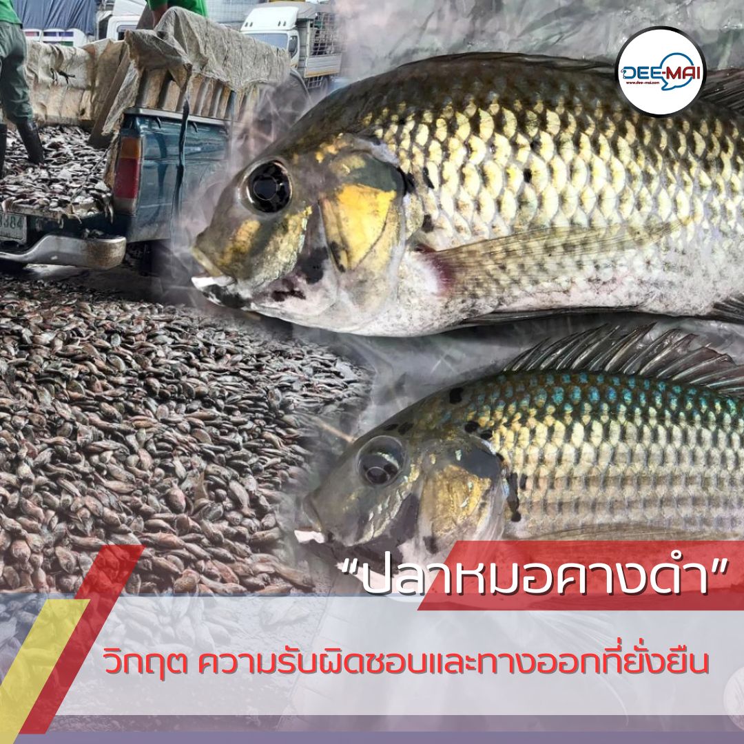 #ปลาหมอคางดำ คุกคาม #ระบบนิเวศ
ทำร้ายชีวิต #ชาวประมง
หยุดยั้งภัยร้าย ร่วมกันแก้ปัญหา
อ่านต่อ: dee-mai.com/social12396
ติดตาม: dee-mai.com #Deemaichannel 
#ความรับผิดชอบ #วิกฤตสิ่งแวดล้อม #ระบบนิเวศ 
#การนำเข้าสัตว์น้ำ #กรมประมง #การแก้ไขปัญหา