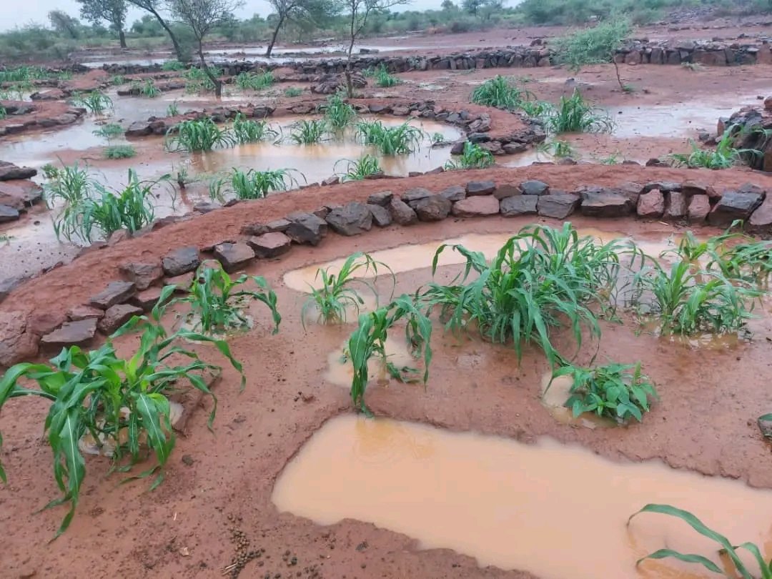IOuedaraogo's tweet photo. Quelques techniques agricoles pour nos agriculteurs face aux changements climatiques 
#226climatvist
#oxfan
#pajac
#operationzerosurfacedesertique https://t.co/2RzRbe9ZtJ
