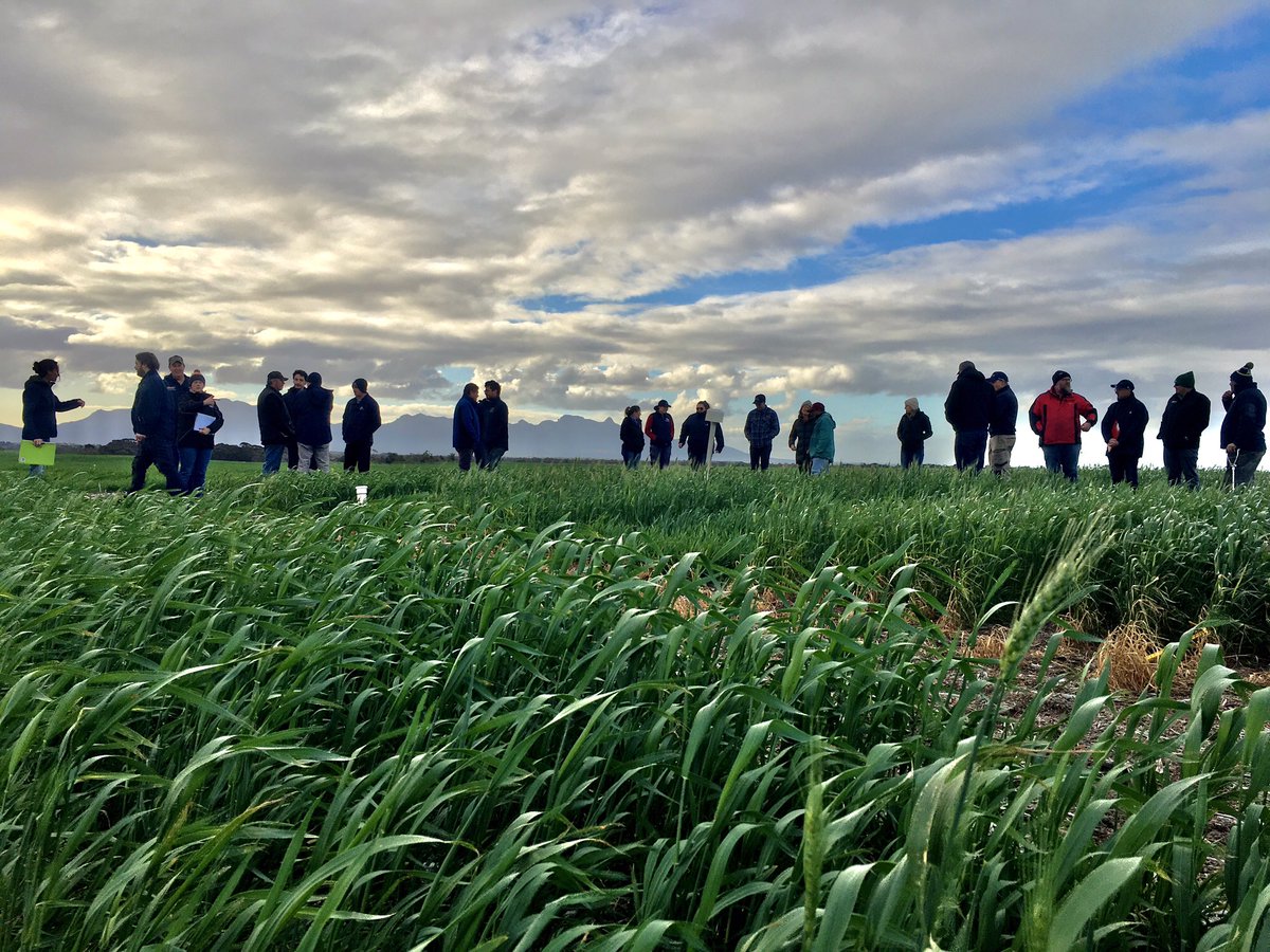 Stirlings2Coast's tweet photo. Checking out the cereal NVTs until the rain made us all run for cover!

Thanks to @G_ctrain from @InterGrain1, @floyds63 from @agtbreeding &amp; @peaky76 from @RAGTAU for bringing us the varieties &amp; the rain! 🌧 🌱 ☔️ 

#stirlingstocoastfarmers #winterfieldwalk #greenrange #aussieag https://t.co/cgfCDtH9XS