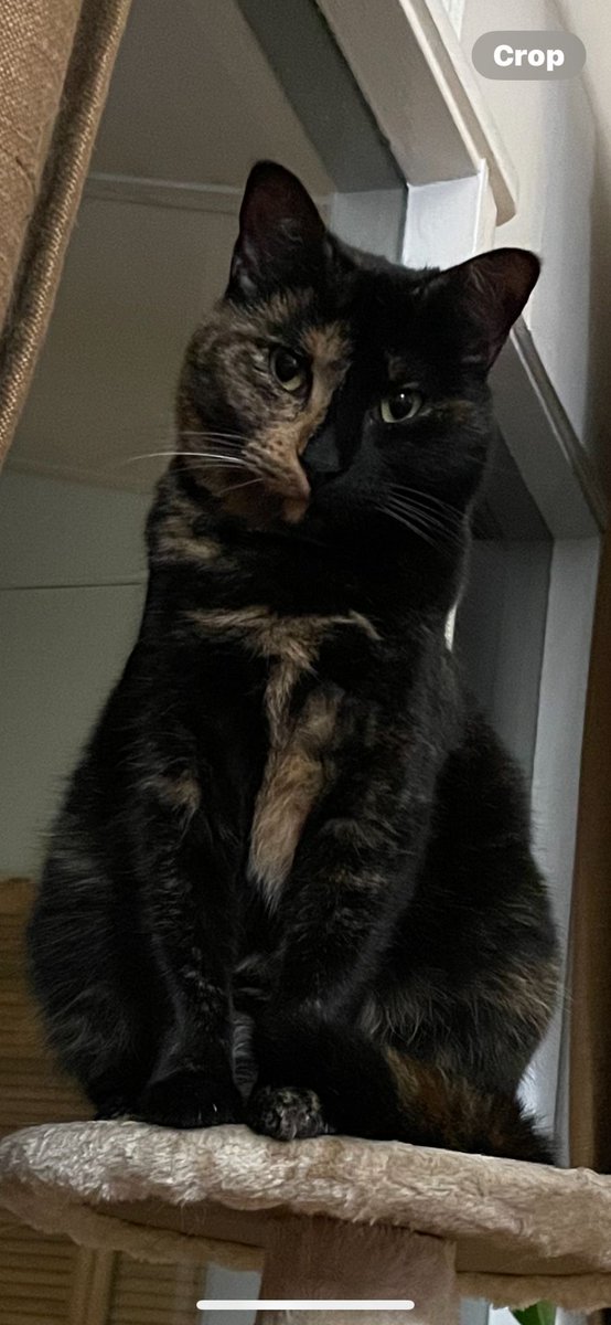 Mia says good night everyone. 
#CatsOfTwitter #CatsOnTwitter 
<a href="/millyfromoz/">MillyCat 🌈 and RovyCat 🇦🇺</a> <a href="/coombes_angie/">Angie (Littlevoice) & Angel Zara 🌈🐾 😻 💙</a>