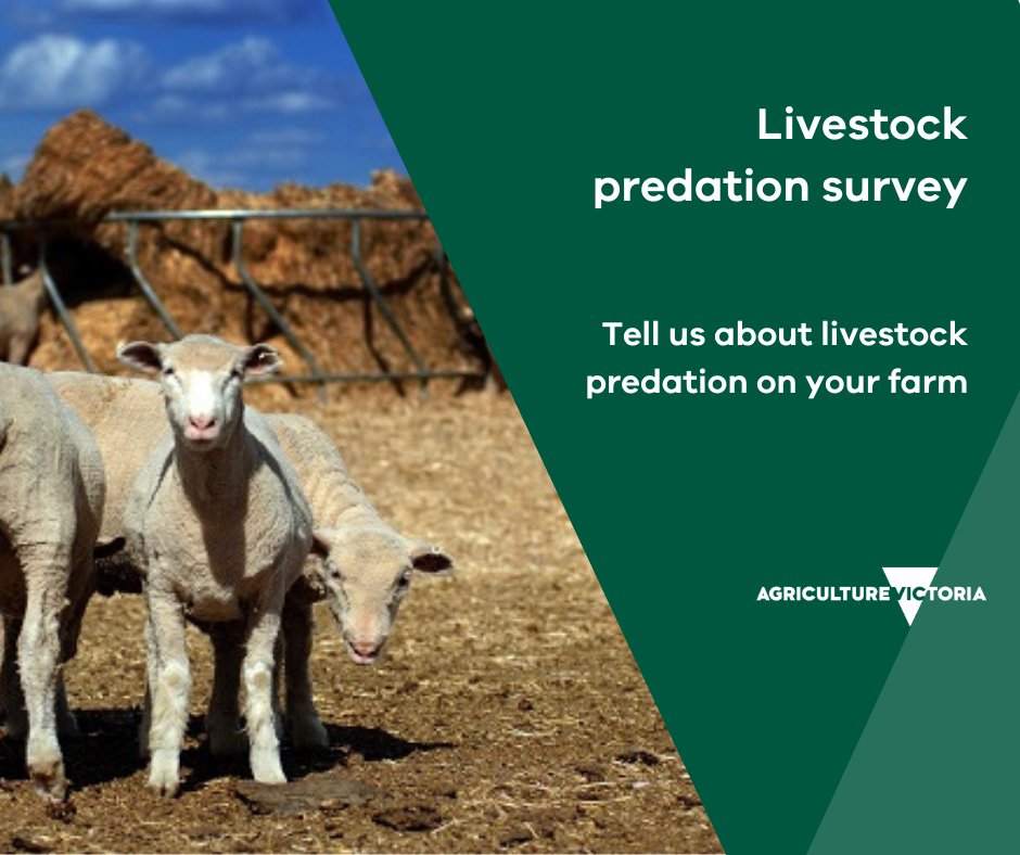 Victorian farmers – complete the survey on livestock predation by wild dogs and dingoes on your property. Survey closes 11:59pm 6 August 2024. 

The survey will inform formal consultation which will commence in coming weeks.

surveymonkey.com/r/LivestockPre…

<a href="/VicFarmers/">Victorian Farmers Federation (VFF)</a>