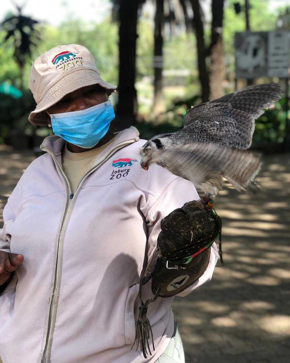 JoburgParksZoo's tweet image. Happy National Zoo Keepers Week💚💚

We would like to salute our zoo keepers for their hard work, commitment, passion, and conservation initiatives.

Thank you for loving the animals, and working tirelessly by providing them with the best animal welfare🐅🐆🦓🦛🦒

#OurHeroes