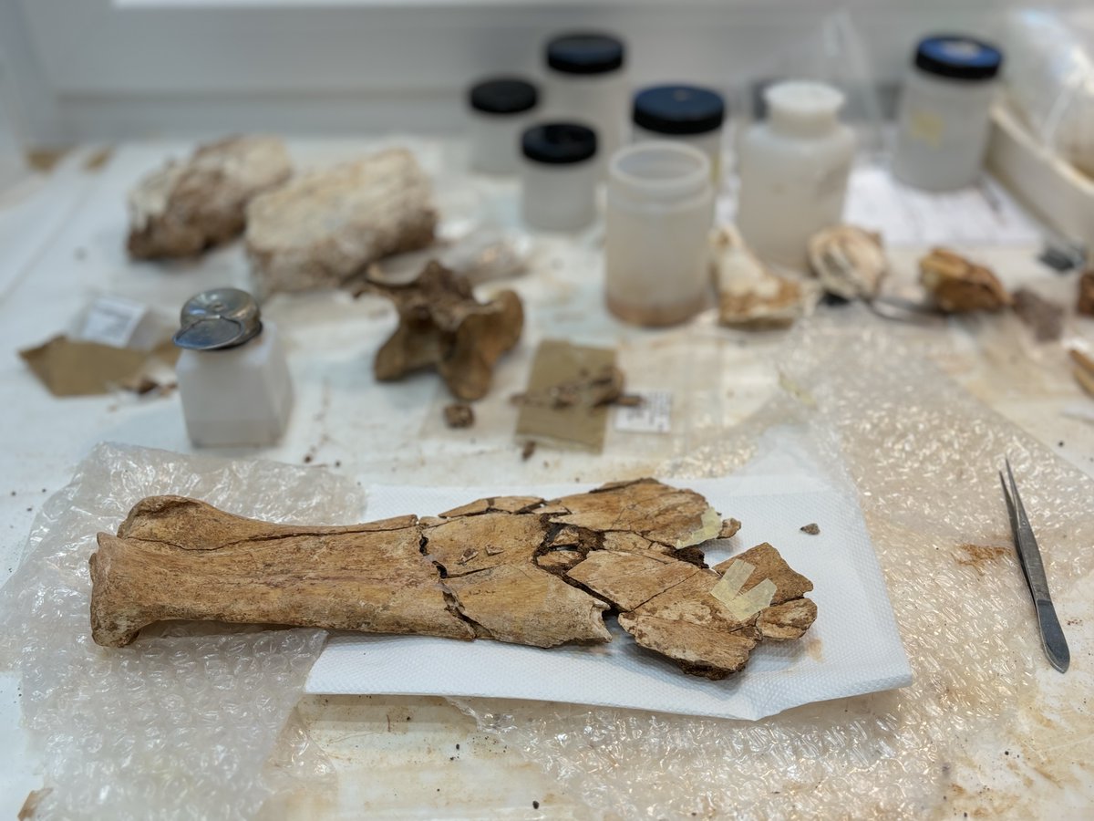 No ens cansarem mai de reivindicar el meravellós treball que fan els i les professionals de la #conservació i #restauració. 

Una feina sovint invisibilitzada, però essencial per garantir la #preservació del material recuperat i preparar-lo pel seu posterior estudi. 

Gran equip!