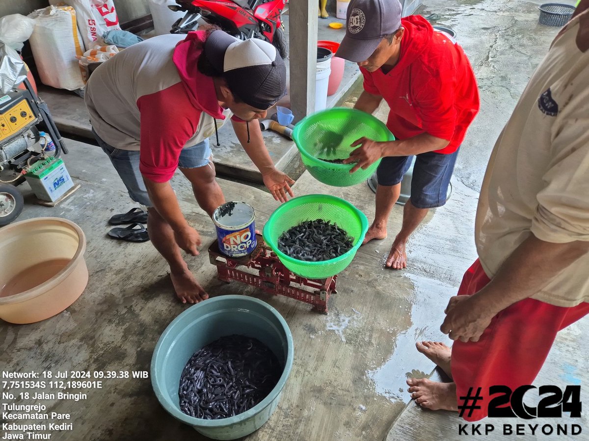 Budi_Agung_'s tweet photo. Kamis (18/07/24), Budi Agung, Luhkan Kediri, di Pokdakan Laskar Beyong Jaya Ds.Tulungrejo, Kec.Pare, mendampingi panen benih lele, sebanyak 160.500 ekor, ukuran panen 6/7 cm harga Rp. 125/135 per ekor
#giatluhkansatminkalBWI #panen #lele #kkp #bppsdm #puslatluhKP #kediri https://t.co/cIbrW6Fak9