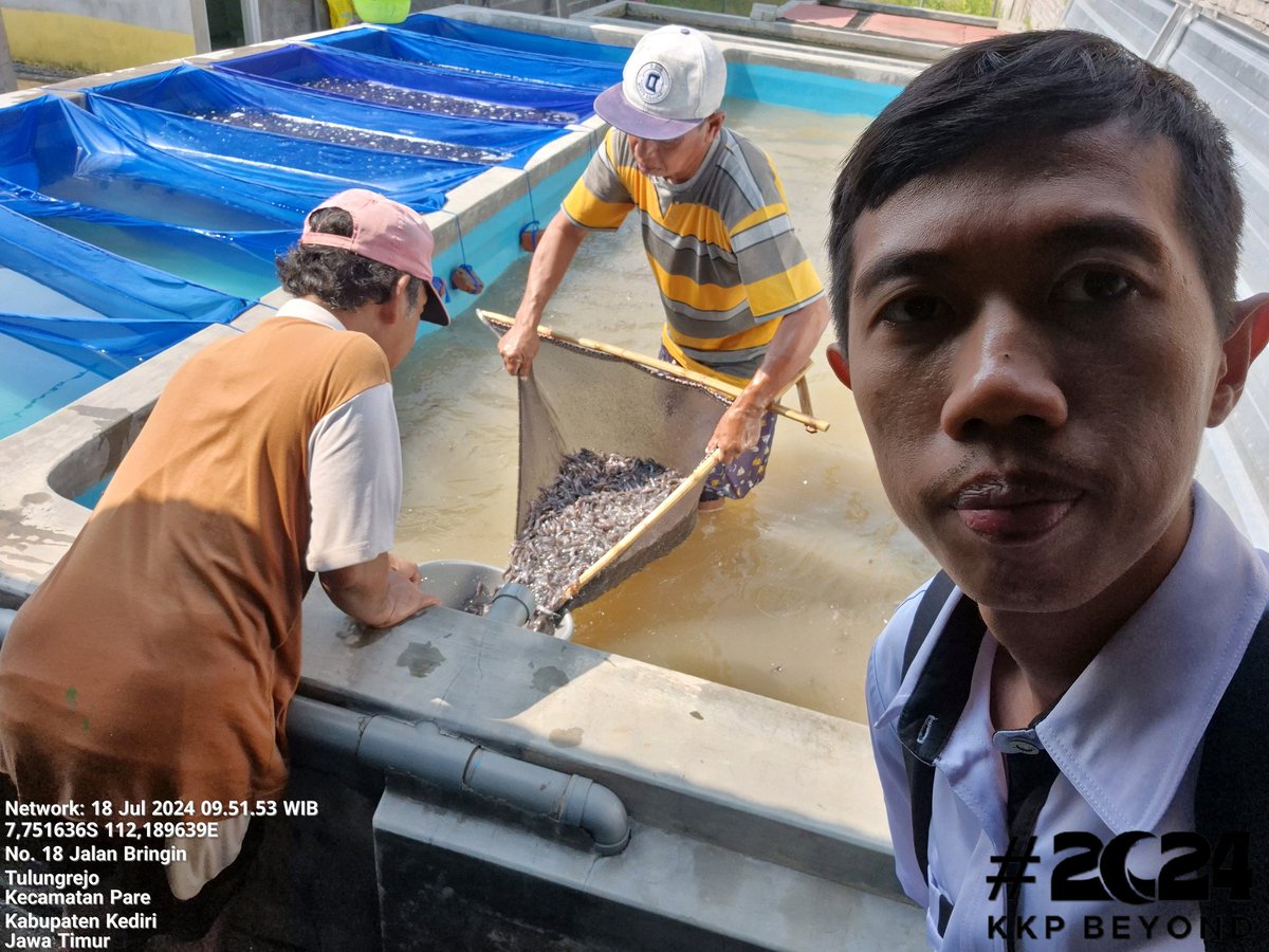 Budi_Agung_'s tweet photo. Kamis (18/07/24), Budi Agung, Luhkan Kediri, di Pokdakan Laskar Beyong Jaya Ds.Tulungrejo, Kec.Pare, mendampingi panen benih lele, sebanyak 160.500 ekor, ukuran panen 6/7 cm harga Rp. 125/135 per ekor
#giatluhkansatminkalBWI #panen #lele #kkp #bppsdm #puslatluhKP #kediri https://t.co/cIbrW6Fak9