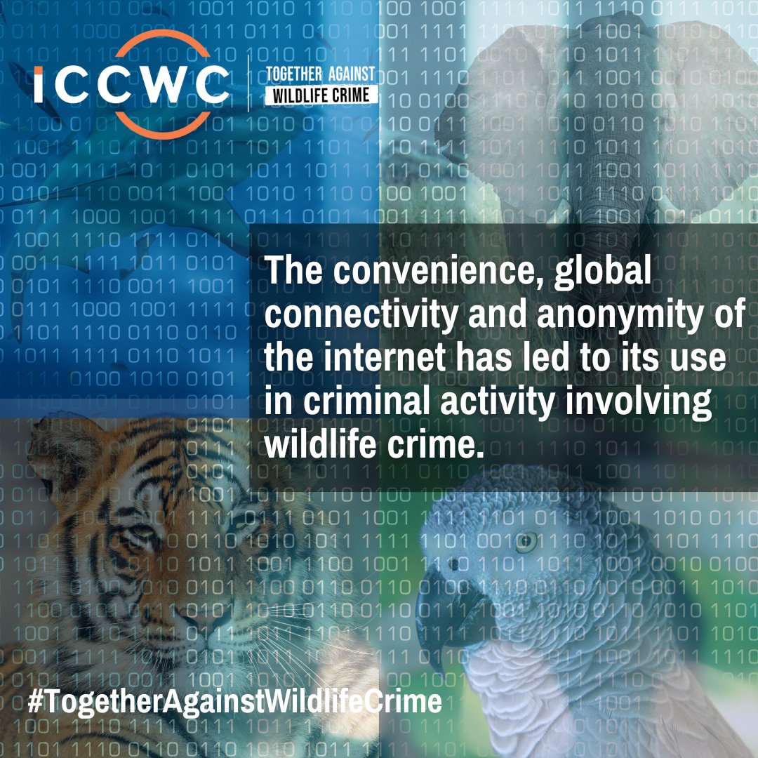 Criminals are using the internet to facilitate #wildlifecrime &amp; avoid detection.
🖥️🛜

#ICCWC works with countries to combat wildlife crime linked to the Internet.

<a href="/INTERPOL_EC/">ENVIRONMENTAL CRIME</a> resource ➡️ bit.ly/3OSuKCt
More ➡️ bit.ly/3EimxCg

#TogetherAgainstWildlifeCrime
