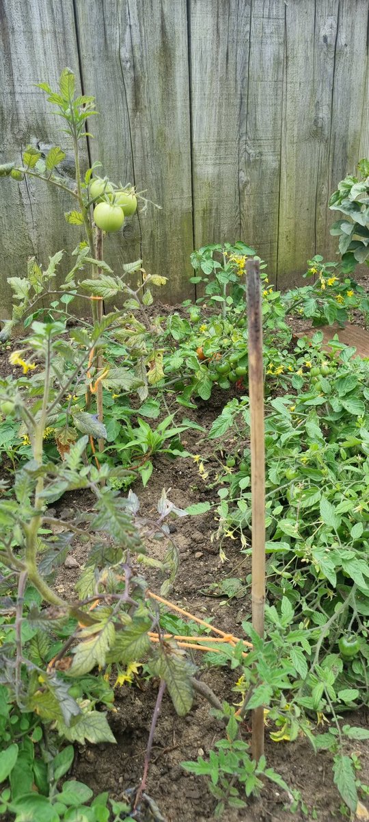 DownsidePrimary's tweet photo. The vegetable plot keeps on growing!!
@LutoninBloom
#keepongrowing https://t.co/OHATDJ9AGO