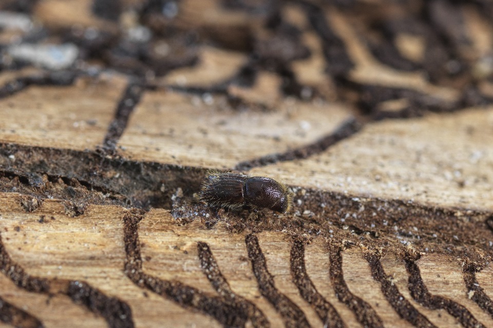 The eight-toothed bark beetle (Ips typographus) has been found on Sitka spruce in the UK for the first time. Stay vigilant and report any sightings of this pest in Great Britain using TreeAlert. Read more: gov.uk/government/new…