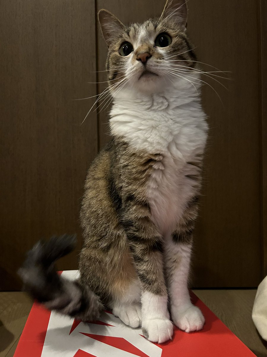 お久しぶりです✨
最近ロイカナの腎臓サポートセレクション食べなくなりました💦2袋買ってしまったところなんだけど🥲ヒルズの腎臓サポートの試供品のツナは美味しそうに食べてくれたので明日届いたら変えていこうと思います💦食べてくれるといいなぁ…