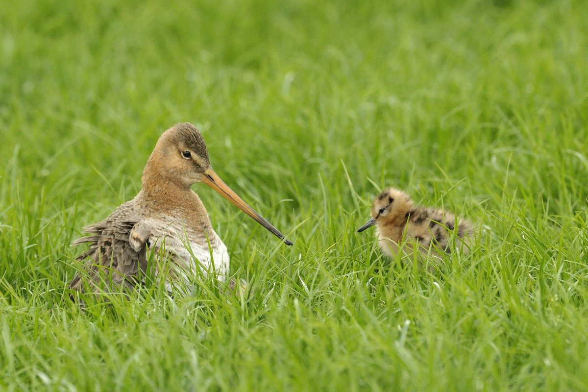 Breaking! Europa start een #inbreukprocedure tegen Nederland, omdat de bescherming van #weidevogels ondermaats is. Een krachtig signaal! Wij zijn al langer kritisch op het falende beleid. Structurele ondersteuning van onze #weidevogelboeren is nú nodig. vogelbescherming.nl/actueel/berich…