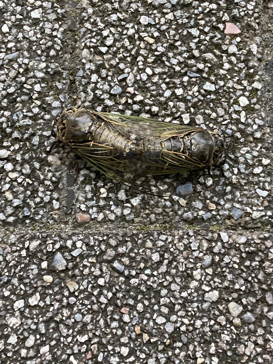 脳活クイズランド@固定RT拡散希望\(^o^)/ (@nk_quizland) on Twitter photo セミは10年以上を地中で過ごし、成虫になってからは1週間ほどで死んでしまう。
彼らにとって地上での暮らしは一瞬。
いつも木に止まってミンミンと鳴いている姿しか見たことはなかった。ところが早朝に散歩🚶をしていると、彼らの夜の営みを目撃してしまった。 #蝉 #セミ #びっくり #貴重映像 セミは10年以上を地中で過ごし、成虫になってからは1週間ほどで死んでしまう。
彼らにとって地上での暮らしは一瞬。
いつも木に止まってミンミンと鳴いている姿しか見たことはなかった。ところが早朝に散歩🚶をしていると、彼らの夜の営みを目撃してしまった。 #蝉 #セミ #びっくり #貴重映像