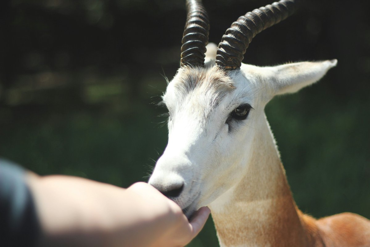 Check out our interview with Professor Jeff Sebo on "The Moral Circle".🌍📚 

Discover insights on expanding our moral community to include more beings and creating a better future for all. 🌱🐾

Read more: sarx.org.uk/articles/human…

#AnimalEthics #MoralCircle #Vegan <a href="/jeffrsebo/">Jeff Sebo</a>