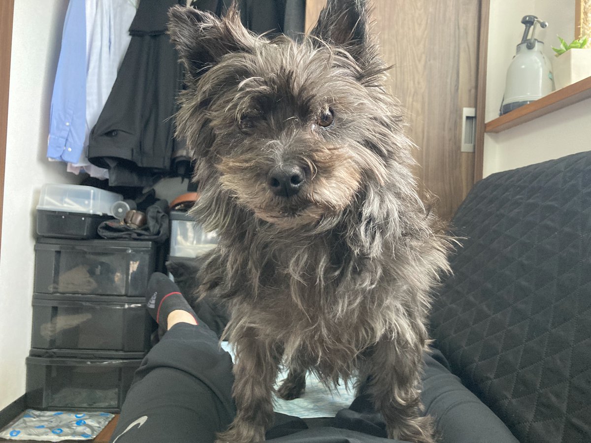 🐾「みんなごめんね！パパが虚弱なんだ😉」

あなたがいつもより早い時間に私を起こし、かつ、あなた足の裏(paw pad)を火傷しないようにいつもより遅い時間に散歩するのも寝不足の原因のひとつです😂