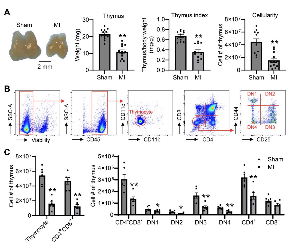 ajpheartcirc's tweet photo. #ArticlesInPress: Glucocorticoids Impair T #Lymphopoiesis after Myocardial Infarction
Danielle X. Shane, Daria M. Konovalova, Harishkumar Rajendran, Sarah Y. Yuan, and Yonggang Ma
https://t.co/6sLUWyHI1l
#glucocorticoids #MyocardialInfarction #Tlymphopoiesis
#thymocyte https://t.co/yzmtHq3GQ9