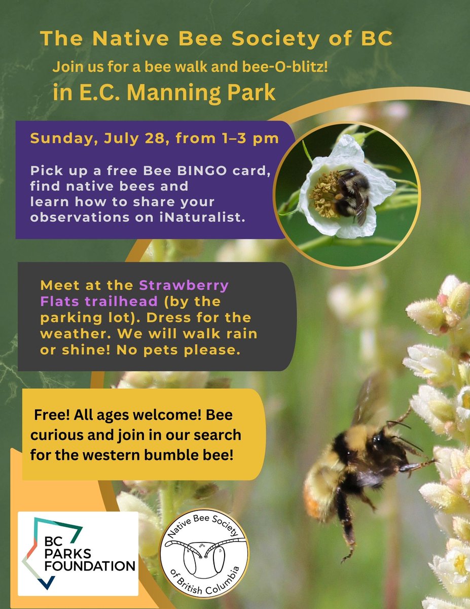 zucchinibeemama's tweet photo. This weekend! Newsflash: I'm giving two (duplicate) talks Saturday, July 27, on BC bees at 7 pm and 8 pm at the Lightning Lake Ampitheatre. @bcparksfdn
#nativebeesocietyofbc #SparkFund #bcnativebees #manningpark https://t.co/wWwz20bxmI