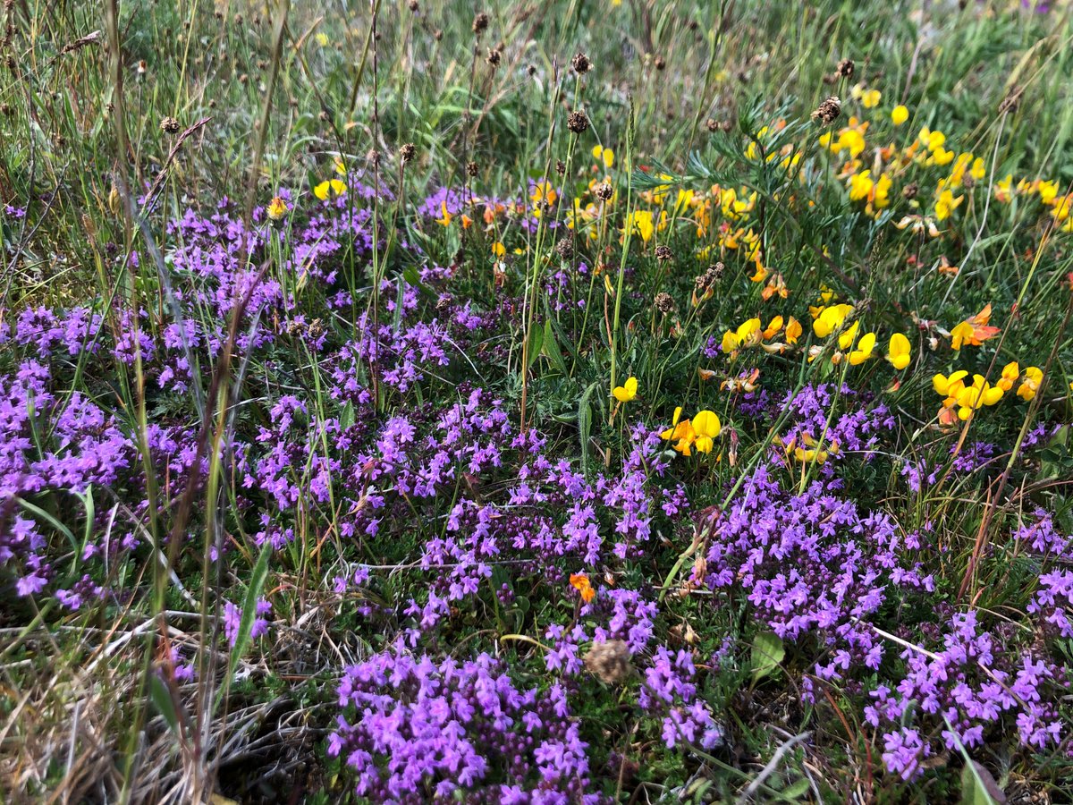 ejrn_s's tweet photo. Sommer. Blomsterstriber og marker med lilla honningurt fotograferes i vildskab. 

Men det er flower washing og ikke fem potter pis værd for den truede biodiversitet, som skal bruge store permanente naturområder med hjemmehørende urter, buske og træer - fx timian og kællingetand. https://t.co/szFssLshv6