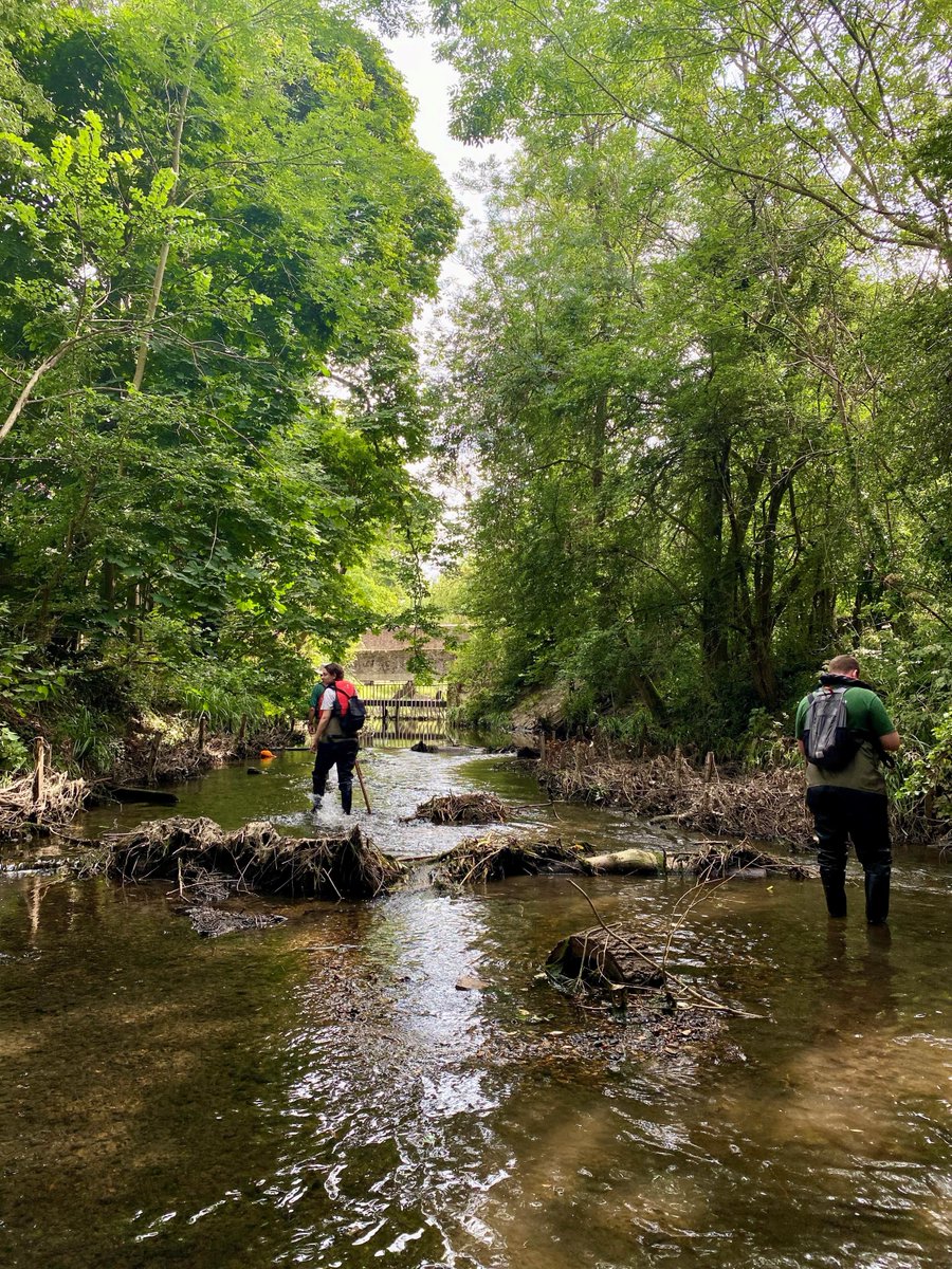 ZSLMarine's tweet photo. A lovely day for an in-channel #OutfallSafari survey yesterday on the Beverley Brook. Wildlife sightings included an eel, foxes, frogs & a kingfisher🐸Thanks to @barnes_common for their help with the surveys! Is your home misconnected? Find out here: https://t.co/wg38nYXSHZ https://t.co/ypR6XNd1z7
