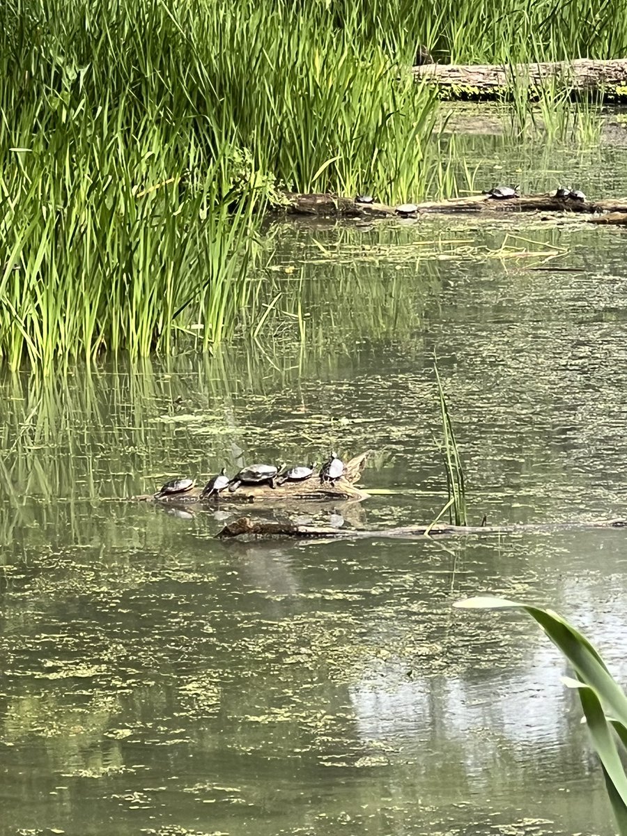 Summer Academy took learning outside today to Five Rivers Environmental Education Center! 🍃 <a href="/csd_south/">SouthColonieCSD</a>