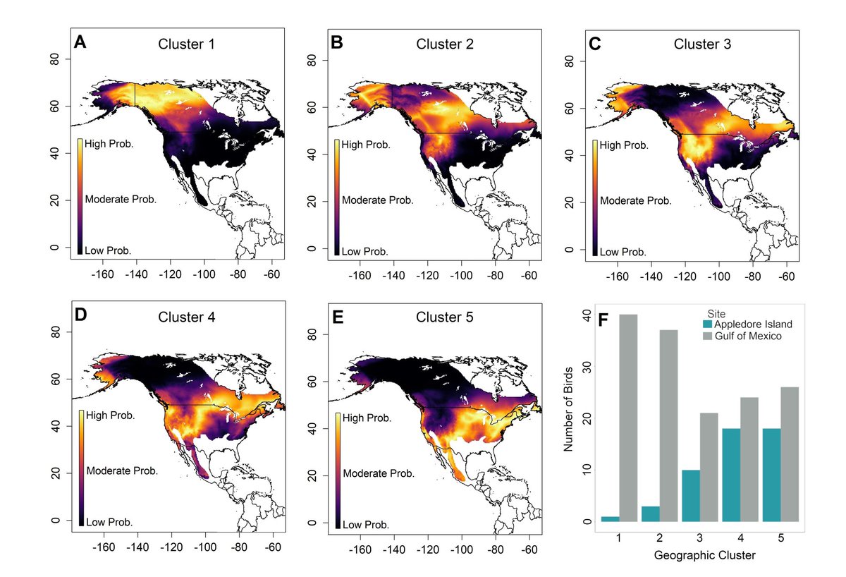 Andrea Contina (@andrea_contina) on Twitter photo Asynchronous movement patterns between breeding and stopover locations in a long-distance migratory songbird ace-eco.org/vol19/iss2/art… <a href="/CovinoKristen/">Dr. Kristen Covino (she/her)</a> <a href="/hanvanzan/">Hannah Vander Zanden</a> <a href="/DrFluvial/">Daniel Allen</a> Leanne Kuwahara, and TJ Zenzal #bird #migration Asynchronous movement patterns between breeding and stopover locations in a long-distance migratory songbird ace-eco.org/vol19/iss2/art… <a href="/CovinoKristen/">Dr. Kristen Covino (she/her)</a> <a href="/hanvanzan/">Hannah Vander Zanden</a> <a href="/DrFluvial/">Daniel Allen</a> Leanne Kuwahara, and TJ Zenzal #bird #migration