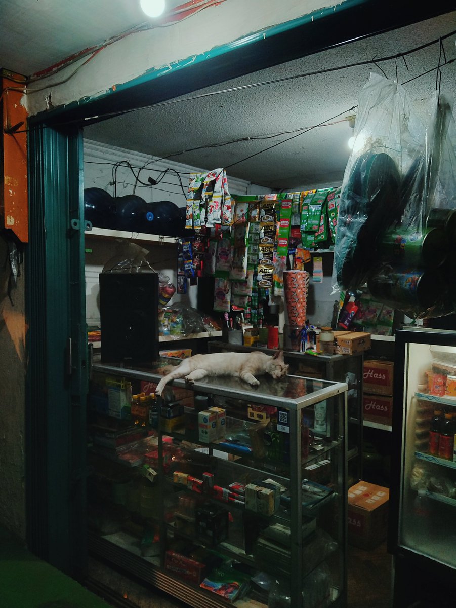 trabel_95's tweet photo. Enak kali ya jadi kucing 🤔 https://t.co/JynnoudnaI