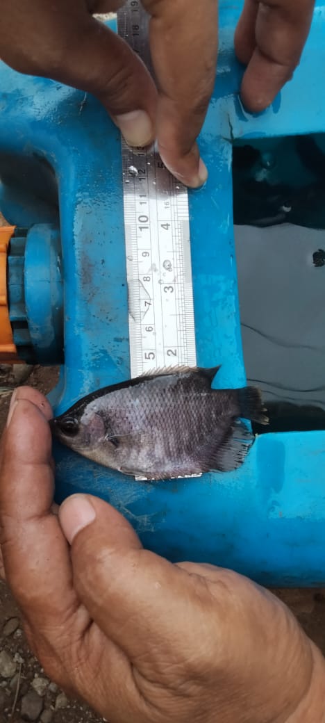 GPawilang's tweet photo. Kamis, 25/07/24, Gurat Pawilang, luhkan Kab. Tulungagung, melaporkan hasil produksi benih ikan gurami ukur 8cm milik Bpk Yogi Tri S.,Ds.Panggungrejo Kec.Kauman hasil produksi 7500 ekor, Harga Rp.850/ekor
#luhlapor 
#GiatLuhkanSatminkalBWI 
@bppsdm_bp3bwi 
@bppsdm_kp https://t.co/nGUgNSEZzr