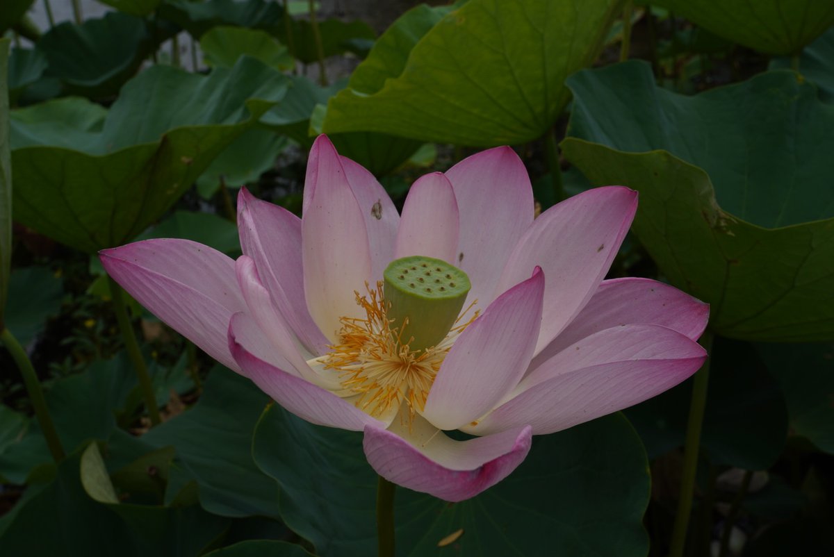 The Ear Doc👂🇨🇦 tweet media