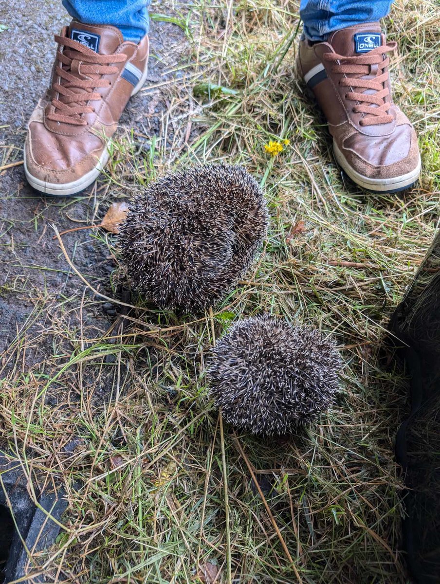 helen_collis's tweet photo. PLEASE please please cover up any open holes....these two have just been found in a hole on a cycle path and are on their way to me to be checked, thank god someone noticed them. #hedgehogs https://t.co/gYsspSrTgC