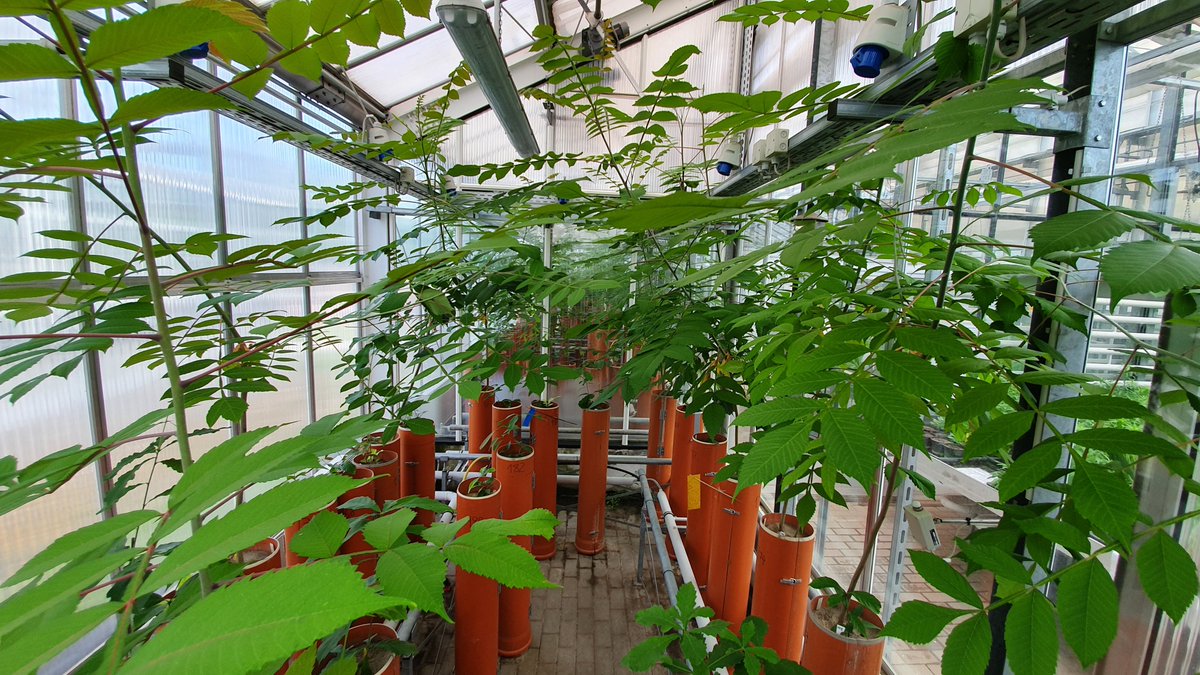 TreeDì (@treedi1) on Twitter photo How do nutrients and microbes influence species diversity effects? How does it translate into trees’ leaf functional traits 🌳🌿?
Check out Andréa Davrinche & <a href="/HaiderSylvia/">Sylvia Haider</a> newest insights from the greenhouse here: rdcu.be/dORpy
<a href="/TreeDi1/">TreeDì</a> @GeobotanyHalle <a href="/SciReports/">Scientific Reports</a> How do nutrients and microbes influence species diversity effects? How does it translate into trees’ leaf functional traits 🌳🌿?
Check out Andréa Davrinche & <a href="/HaiderSylvia/">Sylvia Haider</a> newest insights from the greenhouse here: rdcu.be/dORpy
<a href="/TreeDi1/">TreeDì</a> @GeobotanyHalle <a href="/SciReports/">Scientific Reports</a>