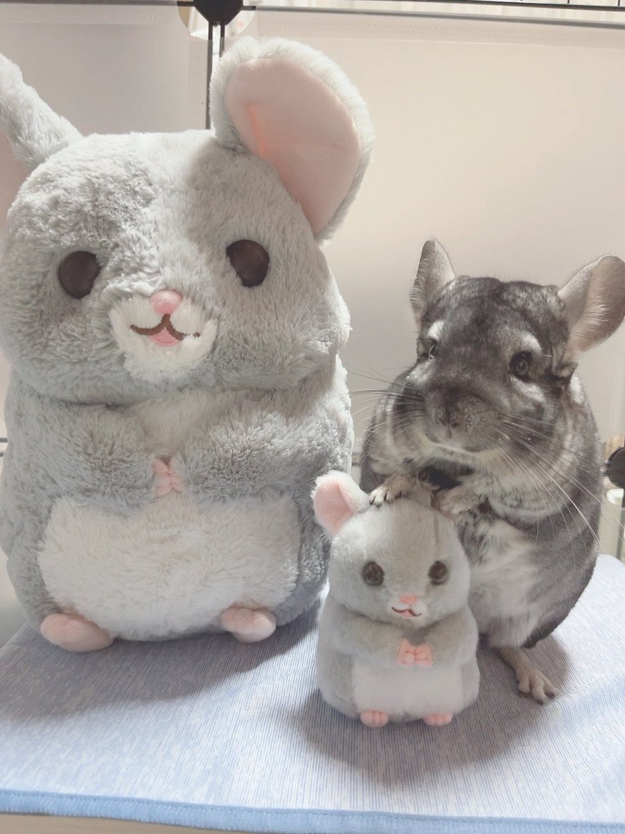 家族写真みたい🐭 #チンチラ
