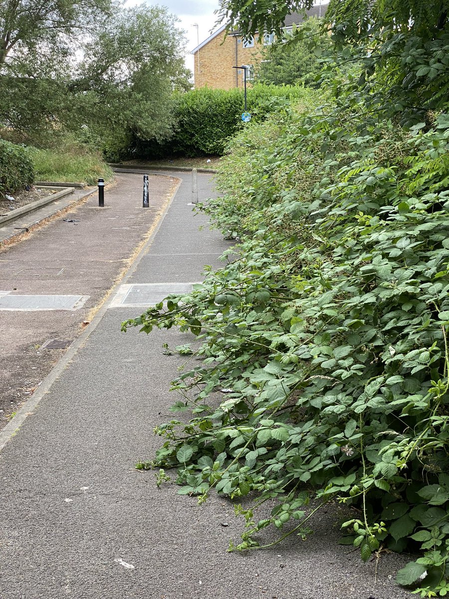 NickyBrough's tweet image. Hey @EalingCouncil does anyone want to help with this? I’ve reported it online twice and been on hold for 30mins so far. Oh and this pic was take four weeks ago so there’s four more weeks growth on these brambles now! And no I don’t want to walk in the cycle lane.