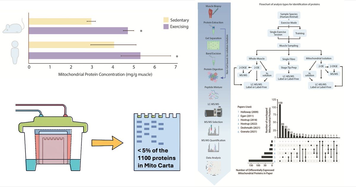 Our latest review: 

“Exercise Training and Changes in Skeletal Muscle Mitochondrial Proteins: from blots to ‘omics.” 

has been accepted by Critical Reviews in Biochemistry and Molecular Biology and should be online soon.