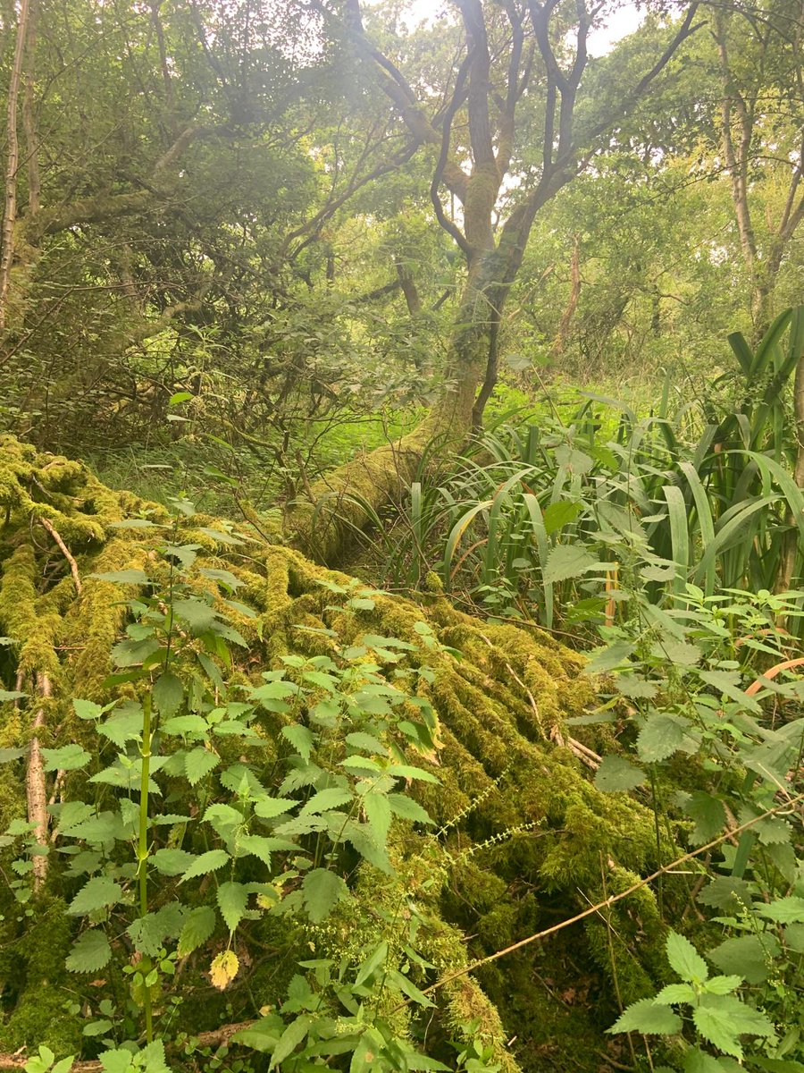 YorksWildlife's tweet photo. Our @ypp_peat team were at Askham Bog this week helping to map areas of deep peat - some is over 4m! 

The peat depth rods were also handy for retrieving a balloon *sigh* from a tree. Inevitably they got distracted by sphagnum, who would've thought? 😆

1/2 https://t.co/mXFiidM1ZT