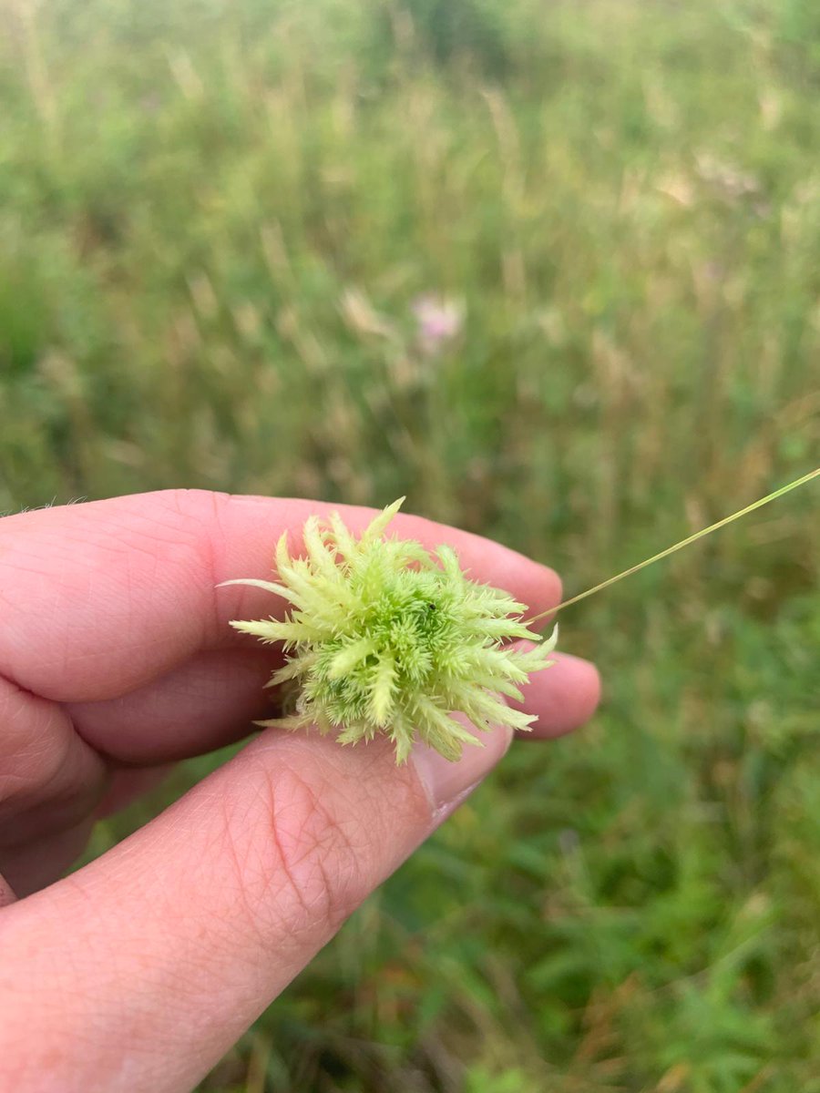 YorksWildlife's tweet photo. Our @ypp_peat team were at Askham Bog this week helping to map areas of deep peat - some is over 4m! 

The peat depth rods were also handy for retrieving a balloon *sigh* from a tree. Inevitably they got distracted by sphagnum, who would've thought? 😆

1/2 https://t.co/mXFiidM1ZT
