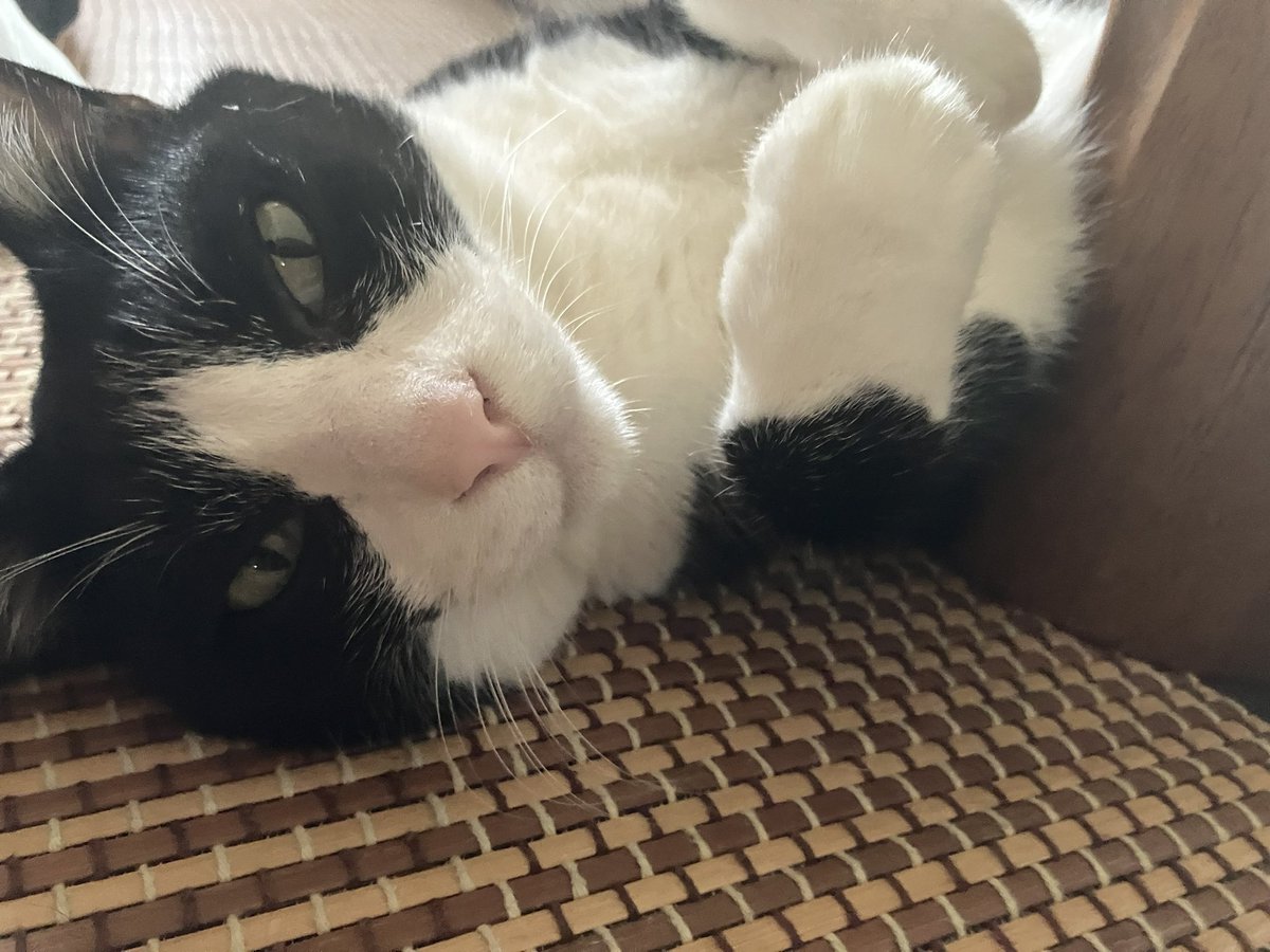 今日は雷が凄かったけど
さぶ松は知らん顔😽😽😽
#猫のいる暮らし　#ねこ　#ハチワレ猫