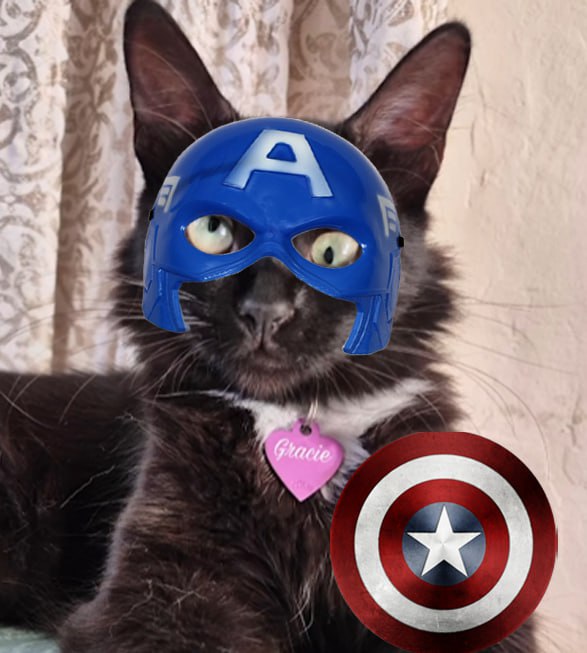 Jakebellinghamm's tweet photo. @pattyice Gm patty, 
We super bullish on $gracie 

First influencer CAT on Solana🐈‍⬛🐈‍⬛

Check it out a rare gem 

Smart money moves fast

Ca DiMeELXqLpLdLUBm3gTN8TsL29U7BrkjCD36oZyApump https://t.co/zYzYbDhOUd