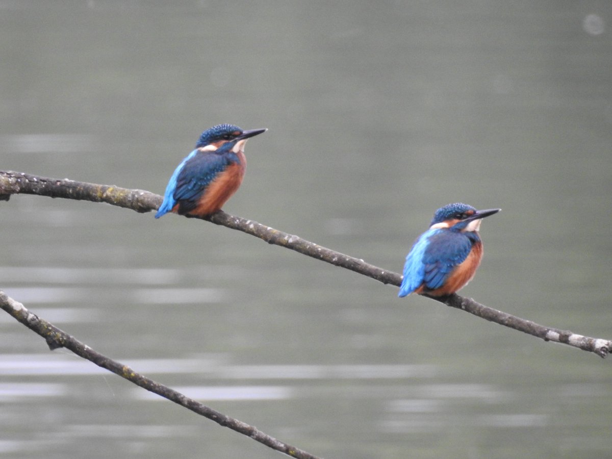 Two juvenile Kingfishers chilling out at #LMGP this morning.