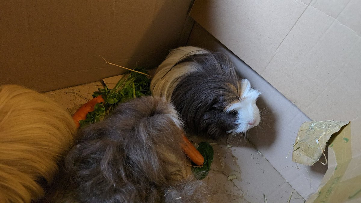 Die wunderschöne Bella Rose ist eingezogen ,Premium Schweinchen