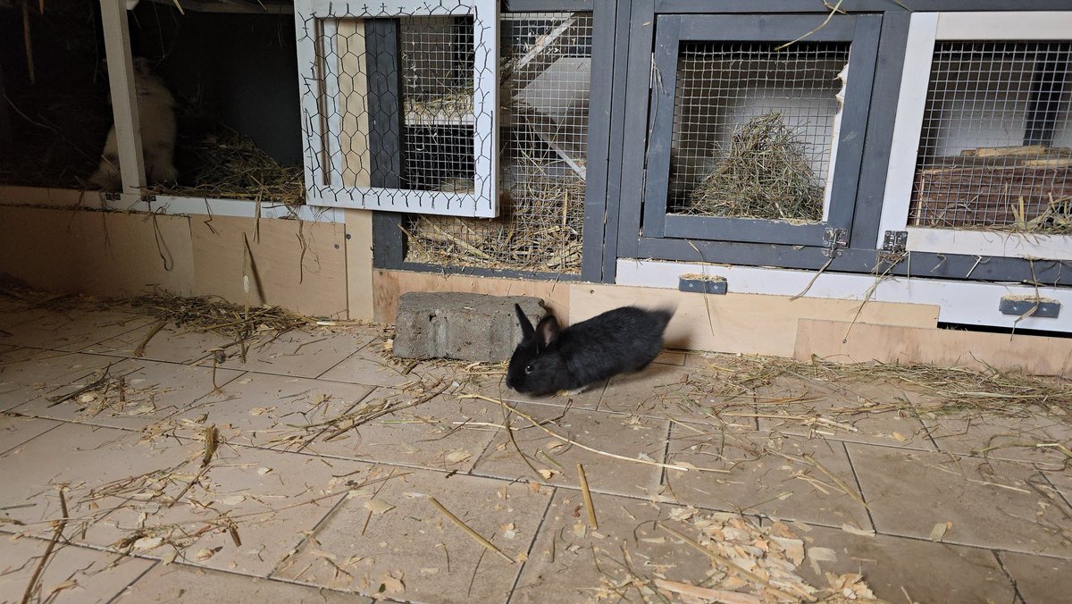 Mini schnucki sind eingezogen