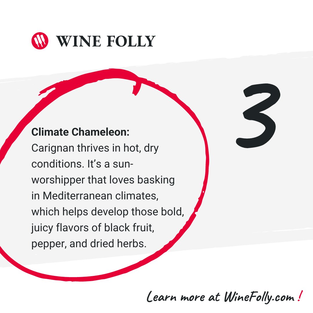 WineFolly's tweet image. 🍇  Bold and fruity, swipe for three things you should know about Carignan. Learn more → winefolly.com/grapes/carigna…

Tell us if you’ve tried Carignan in the comments.

#winegrape #wine