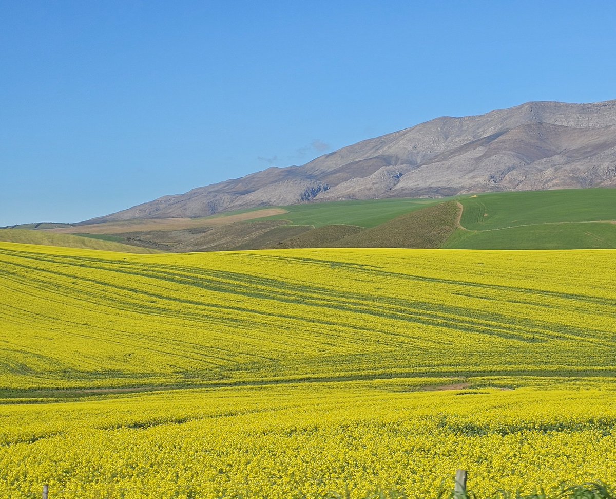 Zelda la Grange ©™✌ tweet media