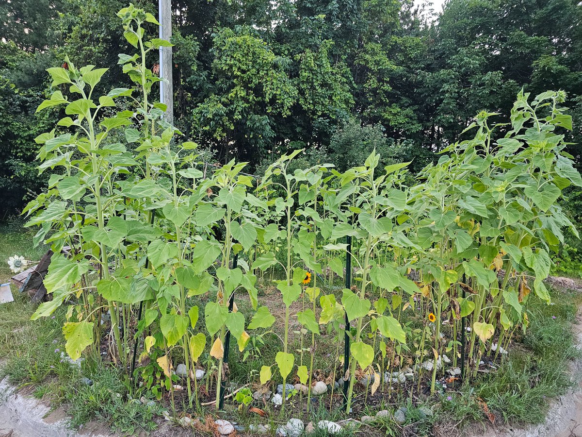 GTBMember's tweet photo. Buds buds everywhere 2 showing their sunny colors! #Sunflowerroom #Sunflower #room still goin! #growing #sun #flowers in a #circle #seed farm #seedsaving #seedsaver https://t.co/pIcBzpbHEw