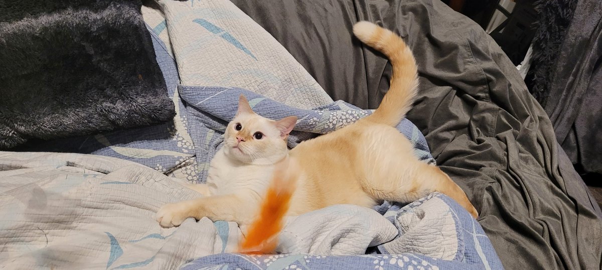 Playing with Athena this morning, she jumped right into the sunken bean bag. On the hunt- looking so precious!

My fingers did not escape unscathed