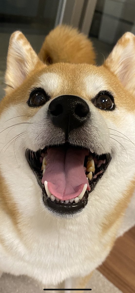 歯によってクニッとなる舌のかわいいことかわいいこと