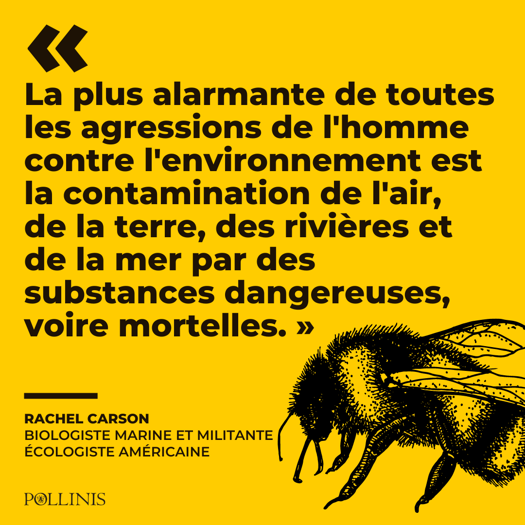 AssoPollinis's tweet image. Le printemps silencieux, prédit par Rachel Carson dans son livre éponyme qui dénonçait dès 1962 les ravages des #pesticides sur la #biodiversité, est aujourd’hui constaté par les chercheurs. #StopExtinction