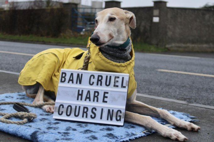 banbloodsports's tweet photo. Join calls on the Irish Government to ban cruel hare coursing - 1000s of hares snatched from the wild, held in captivity for weeks &amp; forced to run for their lives https://t.co/cOBZhSfSDa #AnimalCruelty @MichealMartinTD @SimonHarrisTD @RodericOGorman @McConalogue #BanHareCoursing https://t.co/sLw9g9vtzH