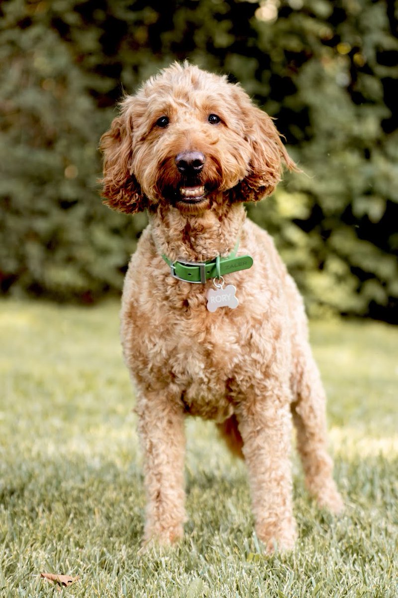 Rory, our Fort Miami Therapy dog, is enjoying her summer with her owner, Chloe Stoller, school counselor for Fort Miami!  She can't wait to see all the students in August!  #therapydogintraining #wearemaumee <a href="/maumee_schools/">Maumee City Schools</a> <a href="/FortMiami_MCS/">Jim Amspoker</a> <a href="/FortMiamiPBIS/">Fort Miami Elementary</a>