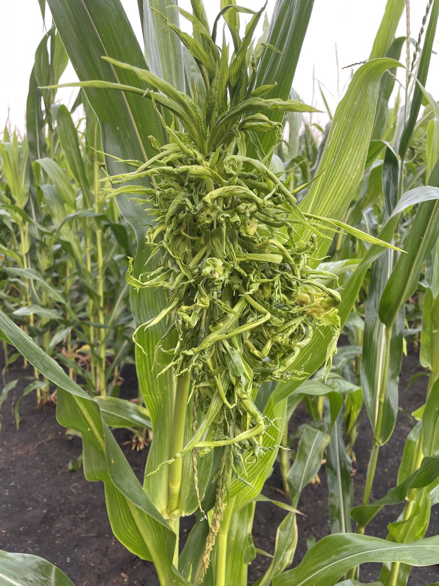 Alison Robertson tweet media