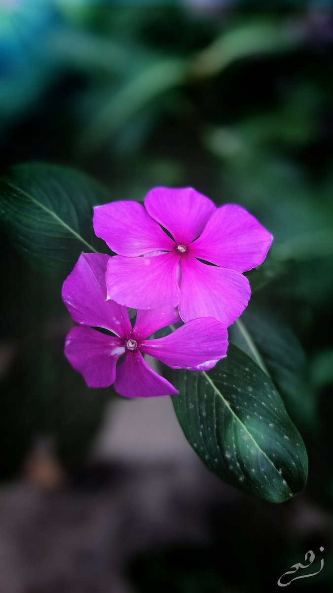 " زهر🌸 " 📸
#catharanthusroseus  #s24ultra