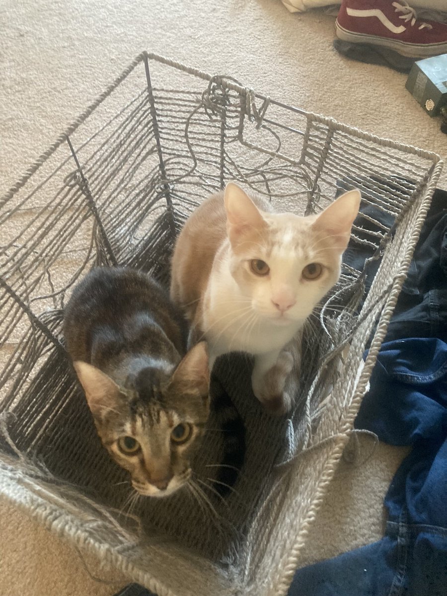 shishithedevol's tweet photo. @AmeRoseVtube Oh oh hi Loki meet my son Milo and daughter MayMay https://t.co/u8WazOEOwL