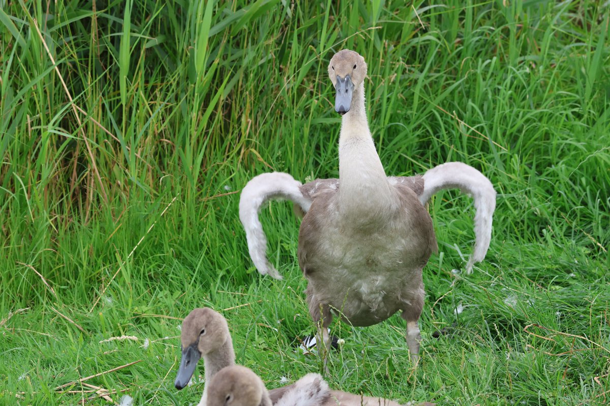 Look at what I can do mum!
#cygnet
<a href="/NWTCleyCentre/">NWT Cley Marshes</a> 
#birdphotography
